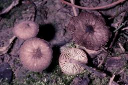 Pluteus thomsonii