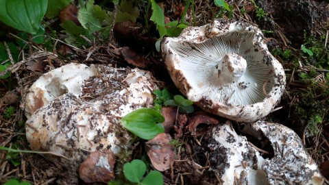 Russula chloroides