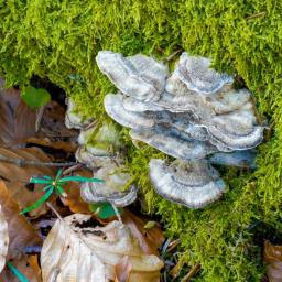 Bjerkandera adusta