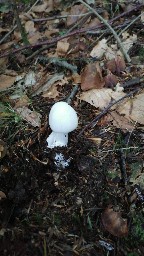 Amanita virosa