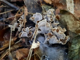 Craterellus undulatus