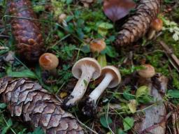 Hygrophorus discoideus