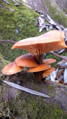 Flammulina velutipes