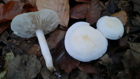 Tricholoma lascivum