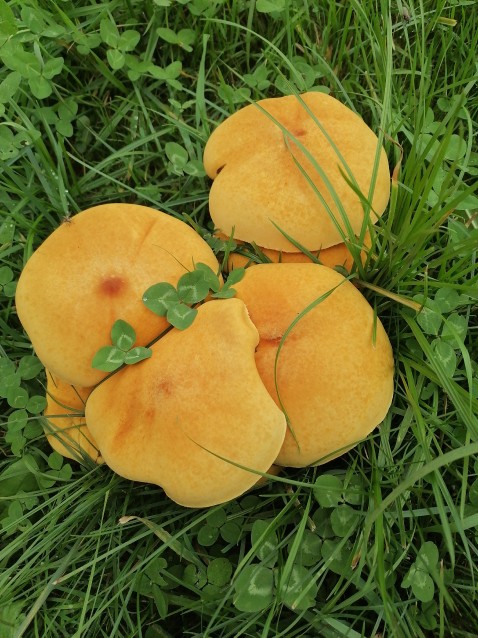 Phaeolepiota aurea