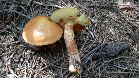 Suillus grevillei