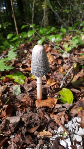 Coprinus comatus