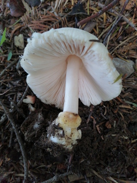 Volvariella hypopithys