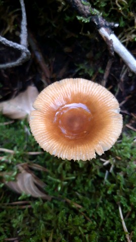 Amanita fulva