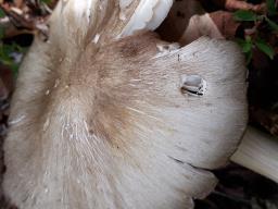 Megacollybia platyphylla