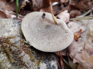 Lentinus substrictus