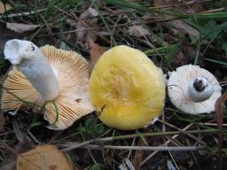 Russula risigallina