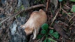 Inocybe pyriodora