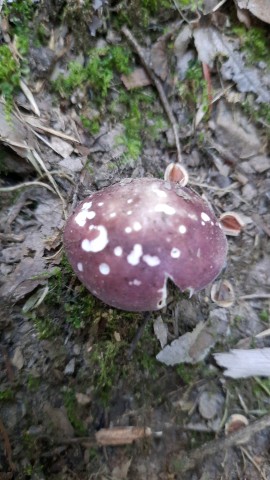 Russula olivacea