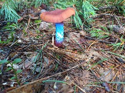 Cortinarius rubellus