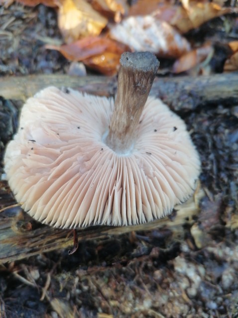 Pluteus umbrosus