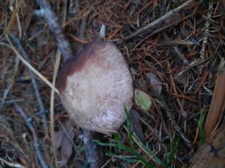 Agaricus sylvaticus