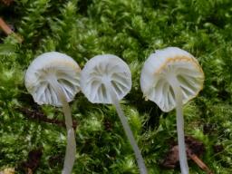 Hemimycena gracilis