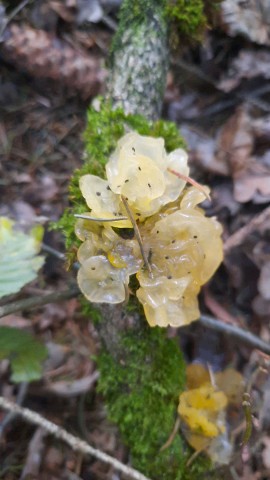 Tremella mesenterica