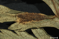 Puccinia aegopodii