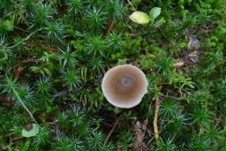 Entoloma conferendum var. conferendum