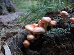 Pholiota astragalina