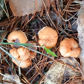 Hydnum rufescens