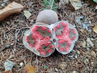 Clathrus archeri