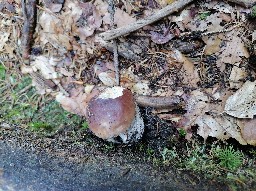 Boletus edulis
