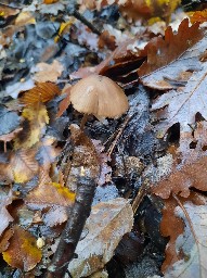 Entoloma hebes