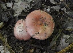 Russula lilacea