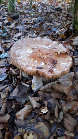 Cortinarius praestans