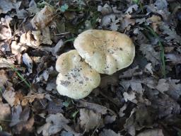 Leucopaxillus tricolor