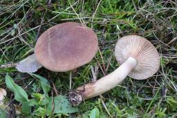 Tricholoma imbricatum