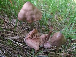 Entoloma conferendum var. conferendum