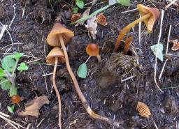 Conocybe macrospora