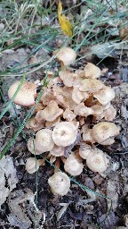 Armillaria mellea