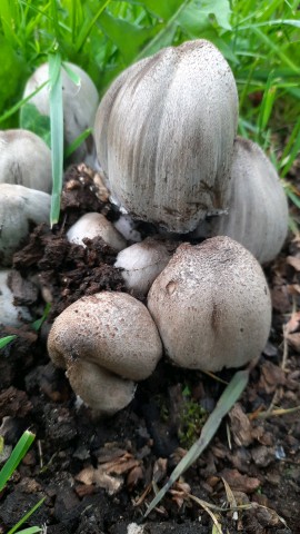 Coprinopsis romagnesiana