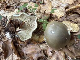 Tricholoma saponaceum