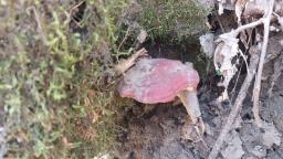 Ganoderma lucidum