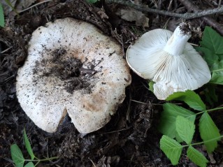 Russula delica