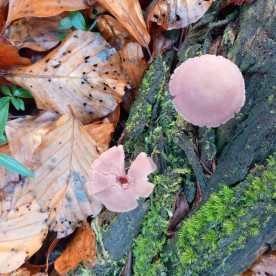 Laccaria amethystina