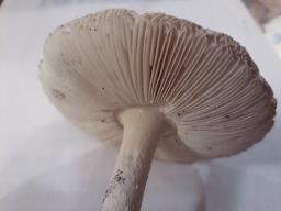 Amanita eliae