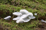 Pseudohydnum gelatinosum