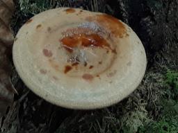 Paxillus involutus