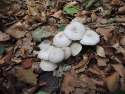 Marasmius wynneae