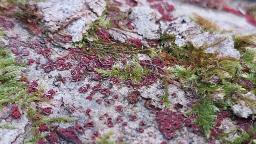 Neonectria coccinea