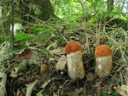 Leccinum aurantiacum