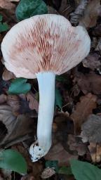 Entoloma sinuatum