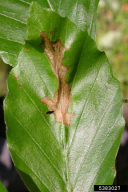 Apiognomonia errabunda